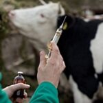Ситуация по бешенству скота в ВКО стабилизирована, угроза распространения болезни снята – МСХ
