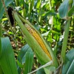 В Жетысуской области может полностью сгнить урожай кукурузы