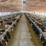 Одну из крупных в стране молочно-товарную ферму построят в СКО