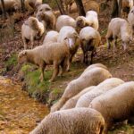 Чужой скот на 53 миллиона тенге продал пастух в Туркестанской области