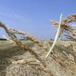 Кызылординские аграрии торопятся с уборкой риса