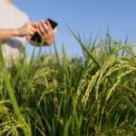 Аграрии Кызылординской области могут остаться без урожая риса из-за засухи