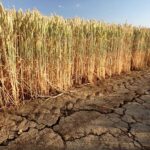 Страшная засуха: костанайские фермеры теряют урожай зерна