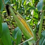 Урожай кукурузы собирают в Атырауской области