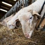 Ответы на вопросы по субсидированию овцеводства