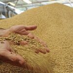 Казахстан может заработать: в Иране возникла потребность в импорте 5 млн тонн пшеницы