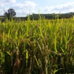 Посевы риса в Казахстане могут сократиться – QazTrade