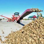 В Алматинской области планируют произвести 42 тысячи тонн сахара