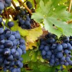 Девять сортов винограда выращивает туркестанский фермер