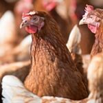 Более 500 тысяч кур утилизируют на Аркалыкской птицефабрике из-за птичьего гриппа