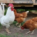 Массовую вакцинацию птиц проведут в Костанайской области