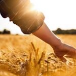 Не по плану: в этом году аграрии собрали с полей на 6 миллионов тонн меньше пшеницы