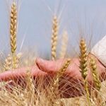 Урожай-2022: в стране убрано порядка 70% площади зерновых
