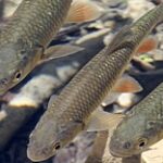 Завод по производству рыбы в закрытых водоёмах запустят в Актобе