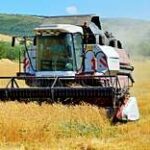 Казахстанские фермеры собрали более 86% урожая зерновых