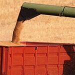 Экспортные цены на российскую пшеницу вновь укрепились