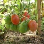 Более 2,5 тонн  свежих овощей поставляет предприятие  Акмолинской области