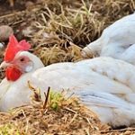 Чего ждать от птичьего гриппа – комментарий главы Ассоциации яичных производителей Казахстана