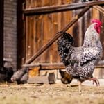 Распространение птичьего гриппа остановилось – Союз птицеводов Казахстана
