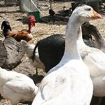 Ситуация с птичьим гриппом в Костанайской области обрастает новыми подробностями