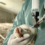 Экстренные меры: 18,6 тысячи доз вакцины против птичьего гриппа направлено в Мангистау