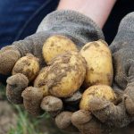 Что мешает выращивать картофель казахстанским овощеводам?