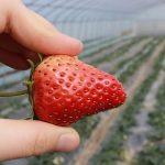 Почему производителям ягоды невыгодно работать с ретейлерами