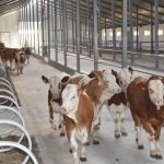 Две тонны молока в сутки будет производить новая ферма в Акмолинской области
