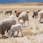 Более 60% краж скота в Казахстане совершено с вольного выпаса – МВД