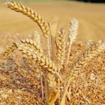 О высоком качестве зерна урожая этого года заявил аким СКО