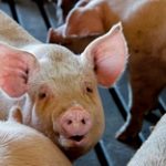 Российские регионы загибаются от африканской чумы свиней
