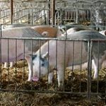 Хозяин свинофермы в Актюбинской области объяснил, на каких условиях закроет её