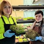 Микробизнес на микрозелени: как жительницы Костаная «растят» своё дело вопреки пандемии