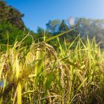 Эксперт: более 94% посевов риса не пострадало от жары
