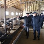 Животноводческие хозяйства Туркестанской области увеличивают поголовье племенного скота