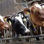 Как следует продолжать субсидировать животноводство