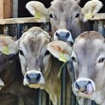 Субсидии на животноводство в РК раздавали парикмахерским и риэлторам