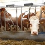 В Аккайынском районе СКО открылась молочно-товарная ферма
