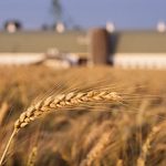 В МСХ назвали закупочную стоимость пшеницы