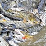 30 рыбных хозяйств запустили в Туркестанской области