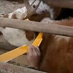 Домашний скот снабжают светоотражающими лентами в Атырауской области