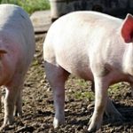 Уголовное дело расследуют по факту загрязнения экологии свинофермой в Актюбинской области