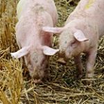 Контроль на границе СКО усилили из-за вспышки африканской чумы свиней