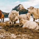 Казахстанские животноводы отрезаны от ряда механизмов господдержки