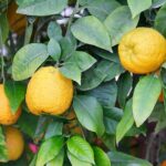 Түркістан облысының бағбандары лимон жинап жатыр