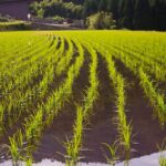 Кызылординские аграрии намерены повысить урожайность риса вместе с украинскими коллегами