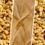Цены на зерно в России начали «остывать»