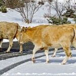 30 акмолинцев привлечены к ответственности за нарушение правил выпаса скота