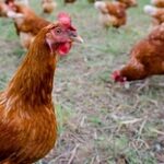 В Казахстане выплатили компенсации пострадавшим от птичьего гриппа