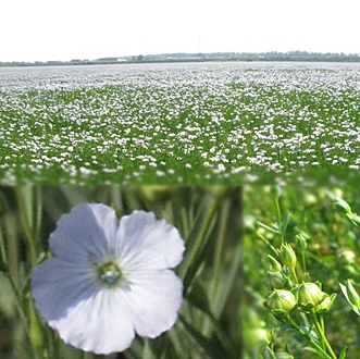 Льняное поле